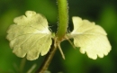 stemleaf  : nom scientifique : Veronica chamaedrys L. , Veronica , Plantaginaceae 