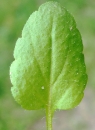 leaf  : nom scientifique : Veronica agrestis L. , Veronica , Plantaginaceae 