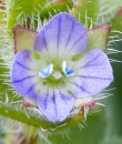 flower  : nom scientifique : Veronica hederifolia L. , Veronica , Plantaginaceae 