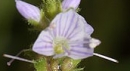 flower  : nom scientifique : Veronica officinalis L. , Veronica , Plantaginaceae 