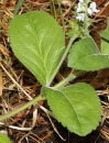 stemleaf  : nom scientifique : Veronica officinalis L. , Veronica , Plantaginaceae 