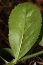 leaf  : nom scientifique : Veronica officinalis L. , Veronica , Plantaginaceae 