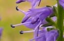 flower  : nom scientifique : Veronica spicata L. , Veronica , Plantaginaceae 