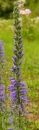 flower  : nom scientifique : Veronica spicata L. , Veronica , Plantaginaceae 