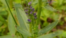 leaf  : nom scientifique : Veronica spicata L. , Veronica , Plantaginaceae 