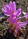 whole  : nom scientifique : Colchicum autumnale L. , Colchicum , Colchicaceae 