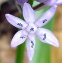 flower  : nom scientifique : Scilla lilio-hyacinthus L. , Scilla , Asparagaceae 