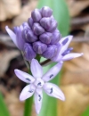 flower  : nom scientifique : Scilla lilio-hyacinthus L. , Scilla , Asparagaceae 