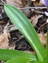 leaf  : nom scientifique : Scilla lilio-hyacinthus L. , Scilla , Asparagaceae 