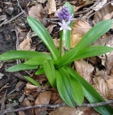 whole  : nom scientifique : Scilla lilio-hyacinthus L. , Scilla , Asparagaceae 