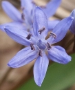 flower  : nom scientifique : Scilla bifolia L. , Scilla , Asparagaceae 