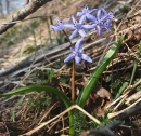 whole  : nom scientifique : Scilla bifolia L. , Scilla , Asparagaceae 