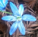 flower  : nom scientifique : Scilla bifolia L. , Scilla , Asparagaceae 