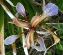 flower  : nom scientifique : Iris foetidissima L. , Iris , Iridaceae 