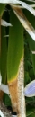leaf  : nom scientifique : Iris foetidissima L. , Iris , Iridaceae 