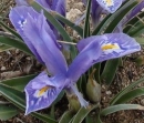 flower : nom scientifique : Iris L. , Iridaceae