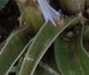 leaf : nom scientifique : Iris L. , Iridaceae