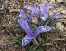 whole : nom scientifique : Iris L. , Iridaceae
