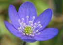 flower  : nom scientifique : Hepatica nobilis (L.) Schreb. , Hepatica , Ranunculaceae 