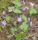 whole  : nom scientifique : Hepatica nobilis (L.) Schreb. , Hepatica , Ranunculaceae 