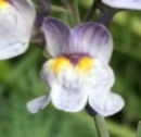 flower : nom scientifique : Linaria repens (L.) Mill. , Linaria , Plantaginaceae