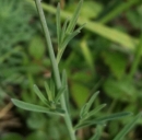 stemleaf : nom scientifique : Linaria repens (L.) Mill. , Linaria , Plantaginaceae