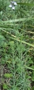 whole : nom scientifique : Linaria repens (L.) Mill. , Linaria , Plantaginaceae