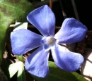 flower  : nom scientifique : Vinca minor L. , Vinca , Apocynaceae 