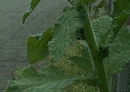 stemleaf  : nom scientifique : Borago officinalis L. , Borago , Boraginaceae 