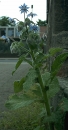 whole  : nom scientifique : Borago officinalis L. , Borago , Boraginaceae 