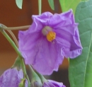 flower  : nom scientifique : Solanum dulcamara L. , Solanum , Solanaceae 