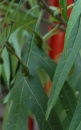 leaf  : nom scientifique : Solanum dulcamara L. , Solanum , Solanaceae 