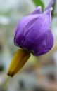 flower  : nom scientifique : Solanum dulcamara L. , Solanum , Solanaceae 