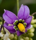 flower  : nom scientifique : Solanum dulcamara L. , Solanum , Solanaceae 