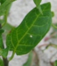 leaf  : nom scientifique : Solanum dulcamara L. , Solanum , Solanaceae 