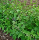 whole  : nom scientifique : Solanum dulcamara L. , Solanum , Solanaceae 