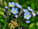 flower  : nom scientifique : Myosotis arvensis (L.) Hill , Myosotis , Boraginaceae 