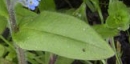 leaf  : nom scientifique : Myosotis arvensis (L.) Hill , Myosotis , Boraginaceae 