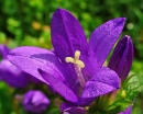 flower  : nom scientifique : Campanula glomerata L. , Campanula , Campanulaceae 