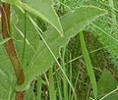 leaf  : nom scientifique : Campanula glomerata L. , Campanula , Campanulaceae 