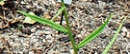 stemleaf  : nom scientifique : Campanula persicifolia L. , Campanula , Campanulaceae 