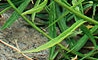 leaf  : nom scientifique : Campanula persicifolia L. , Campanula , Campanulaceae 