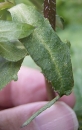 leaf  : nom scientifique : Campanula trachelium L. , Campanula , Campanulaceae 