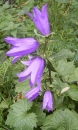 flower  : nom scientifique : Campanula trachelium L. , Campanula , Campanulaceae 