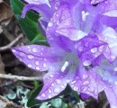 flower : nom scientifique : Campanula glomerata L. , Campanula , Campanulaceae