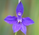 flower  : nom scientifique : Consolida regalis Gray , Consolida , Ranunculaceae 