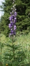 whole  : nom scientifique : Aconitum napellus L. , Aconitum , Ranunculaceae 