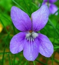 flower  : nom scientifique : Viola odorata L. , Viola , Violaceae 