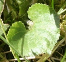 leaf  : nom scientifique : Viola odorata L. , Viola , Violaceae 