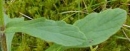 leaf  : nom scientifique : Ajuga genevensis L. , Ajuga , Lamiaceae 